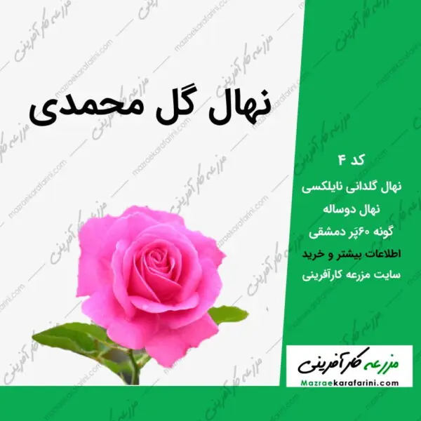 نهال گل محمدی کد 4 مزرعه کارآفرینی