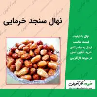 نهال درخت سنجد خرمایی