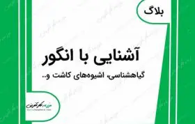 آشنایی با انگور,شیوه کاشت و راهنمای کامل