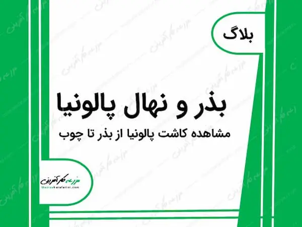 پالونیا و کاشت بذر و نهال تا رسیدن به چوب