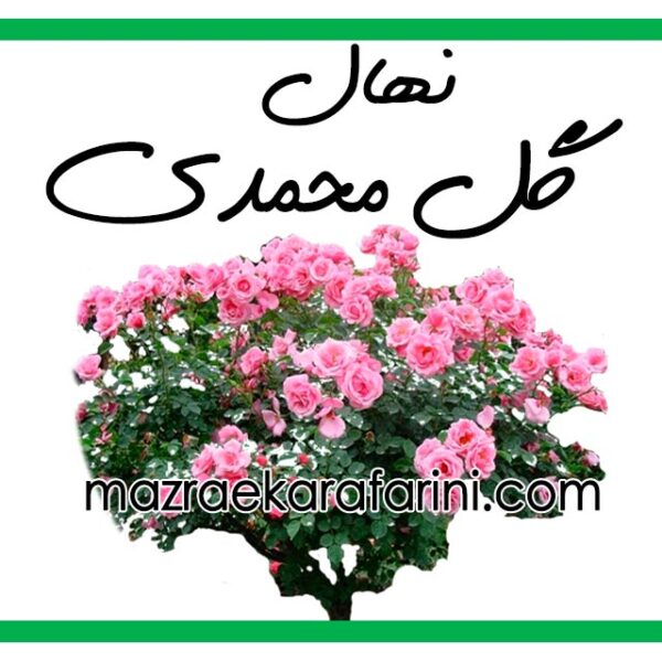 خرید نهال محمدی