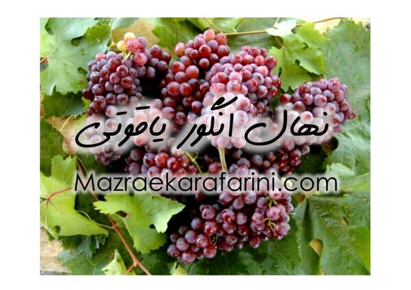 نهال انگور یاقوتی دوساله