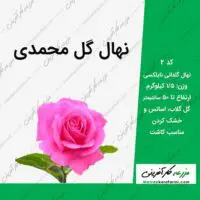 نهال گلدانی گل محمدی کد 2