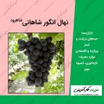 نهال انگور شاهانی شاهرود, shahani grape