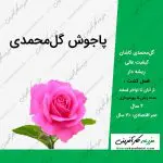 پاجوش گل محمدی کاشان