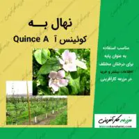 نهال درخت به رقم کوئینس آ quince A