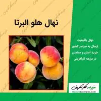 خرید نهال هلو البرتا در سایت مزرعه کارآفرینی