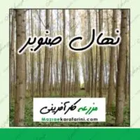 خرید نهال صنوبر در سایت مزرعه کارآفرینی