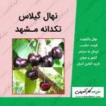 نهال درخت گیلاس تکدانه مشهد