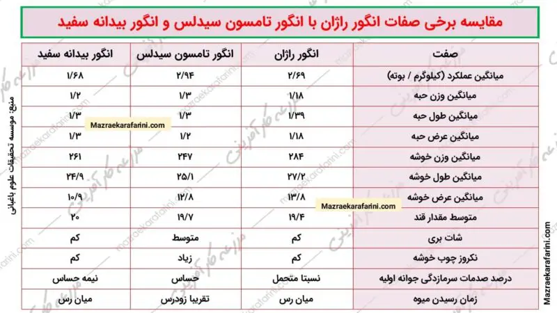 مقایسه درخت انگور راژان با انگور تامسون و انگور بیدانه سفید