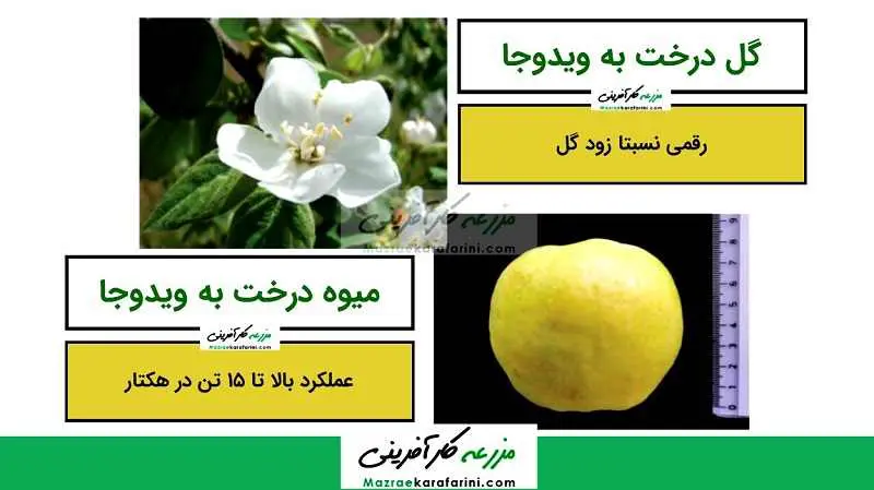 میوه و گل درخت به رقم ویدوجا