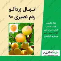 نهال درخت زردآلو رقم نصیری 90