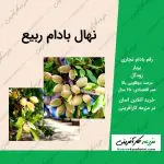 نهال درخت بادام ربیع