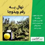 نهال درخت به رقم ویدوجا