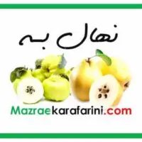 نهال ارقام درخت به از نهالستانهای به کشور