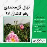 خرید نهال گلمحمدی کاشان 93