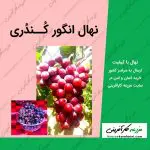 خرید نهال انگور کندری