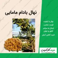 خرید نهال درخت بادام مامایی از مزرعه کارآفرینی