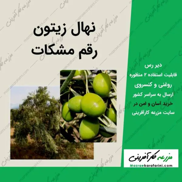 نهال درخت زیتون مشکات