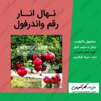 خرید نهال انار خارجی واندرفول