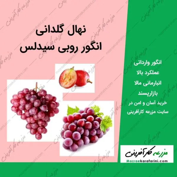 نهال گلدانی انگور روبی سیدلس یاقوت بیدانه