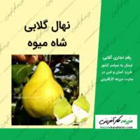 نهال درخت گلابی شاه میوه