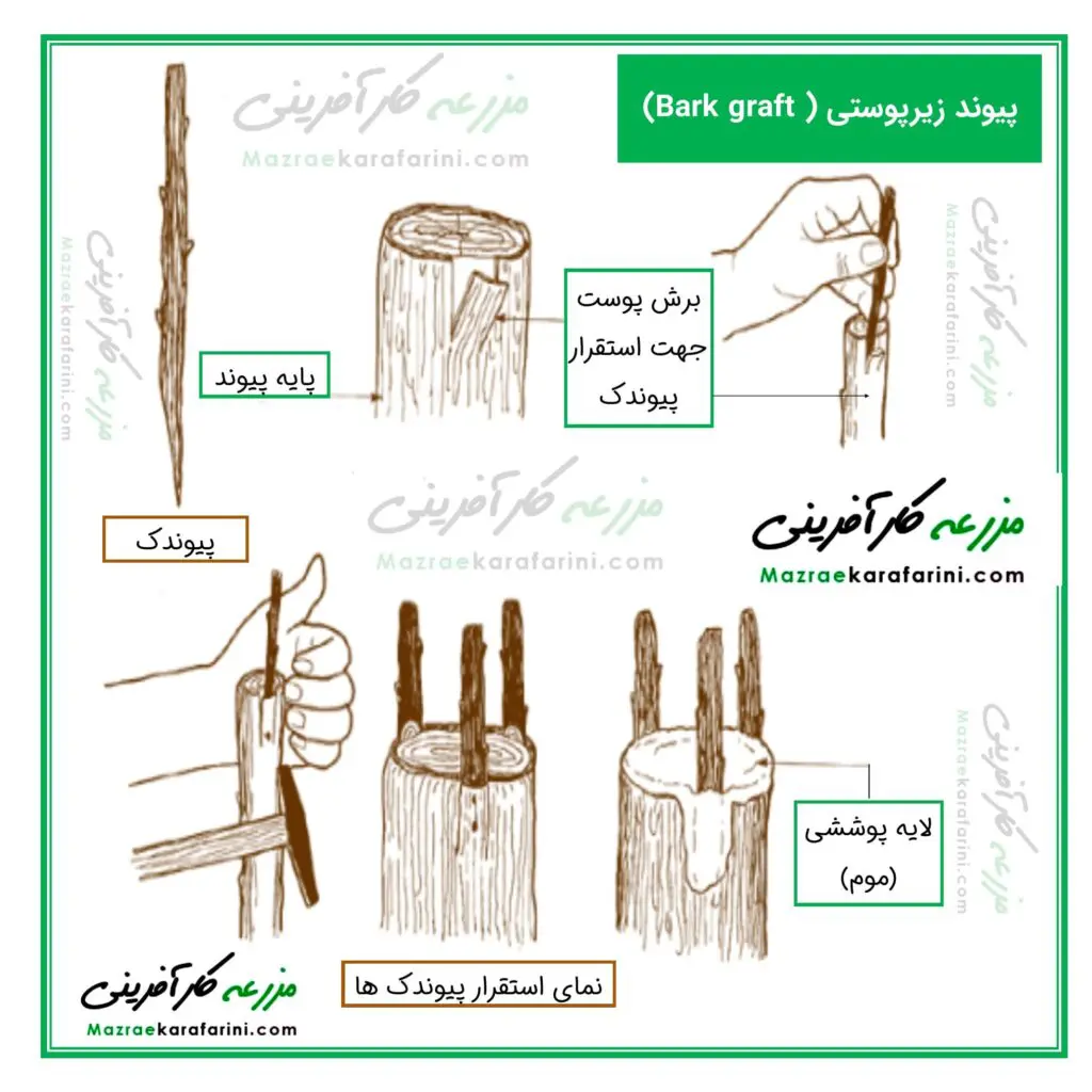 پیوند زیرپوستی از انواع پیوند در گیاهان