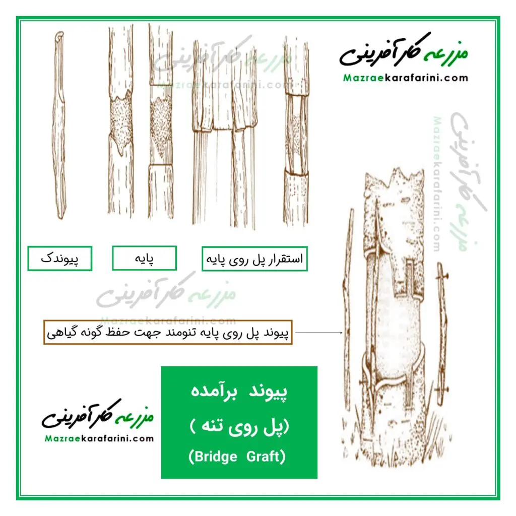پیوند برآمده یا پیوند پل روی تنه از روشهای پیوند زنی در گیاهان