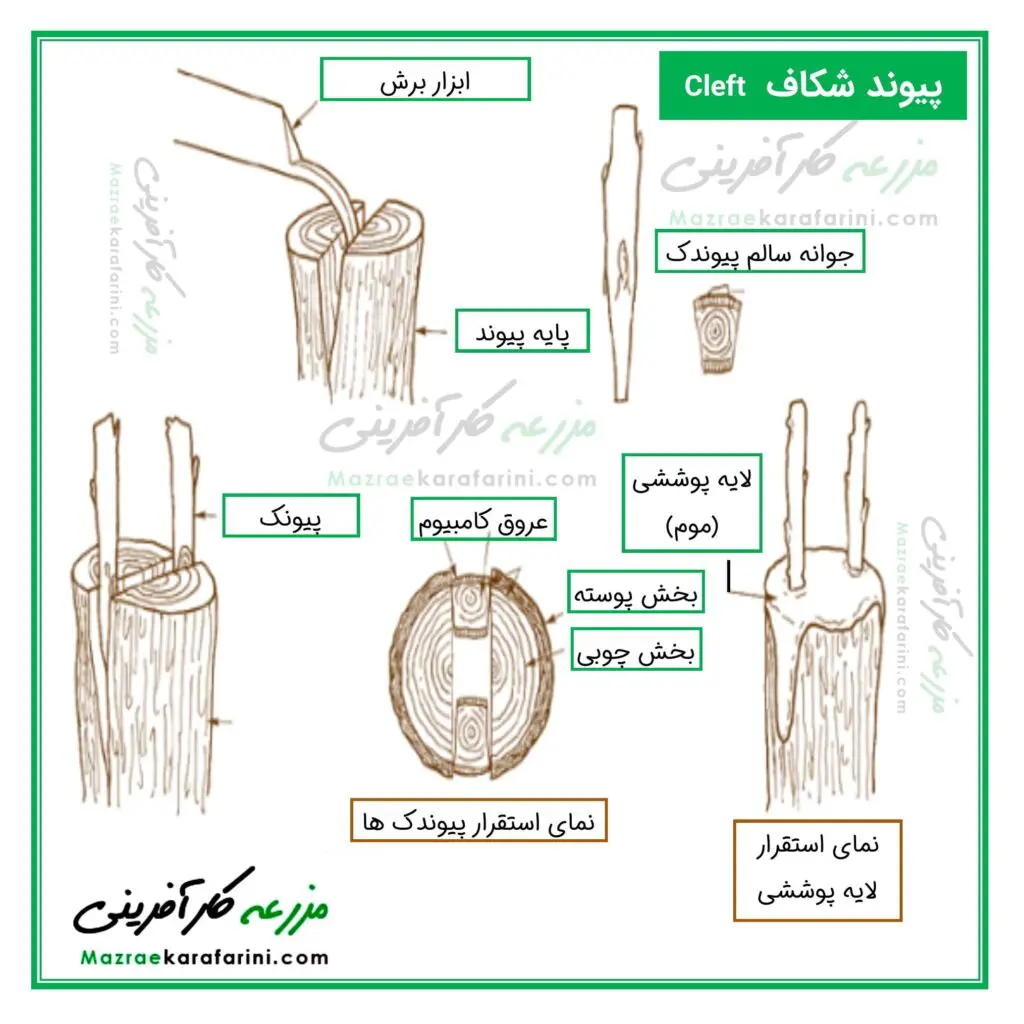 پیوند شکاف از انواع پیوند در گیاهان