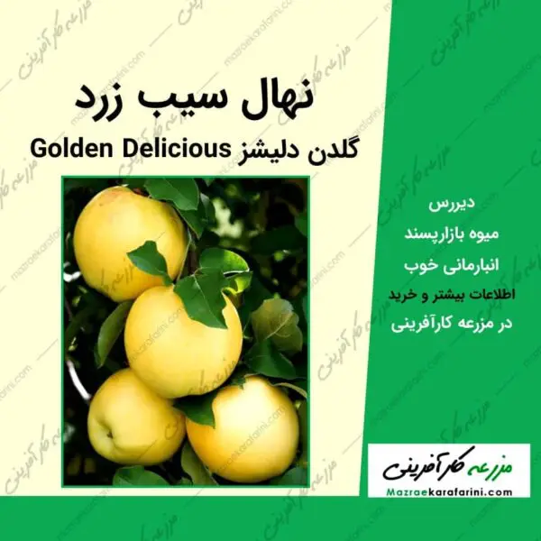 نهال درخت سیب گلدن دلیشز golden delicious یا سیب زرد خوشمزه