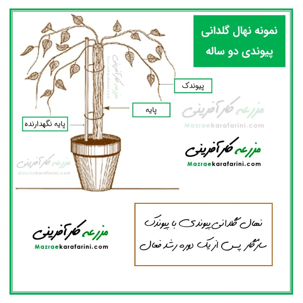 نمونه نهال پیوندی دوساله