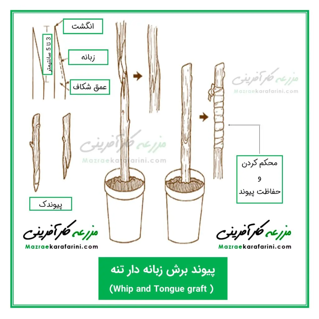 پیوند برش زبانه دار تنه از روشهای پیوندزنی در گیاهان