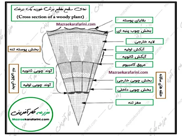 نمای سطح مقطع برش خورده یک درخت,پیوندزنی