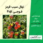 نهال درخت سیب ژاپنی فوجی fuji