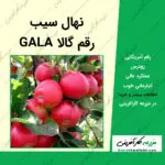 نهال درخت سیب آمریکایی گالا gala