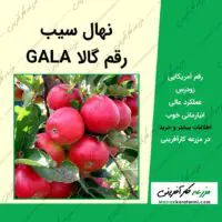 نهال درخت سیب آمریکایی گالا gala