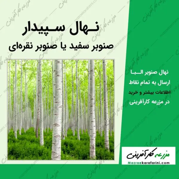 نهال درخت سپیدار یا صنوبر سفید یا صنوبر نقره ای یا صنوبر البا