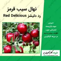 نهال درخت سیب قرمز دلشیز red-delicious رد دلیشز