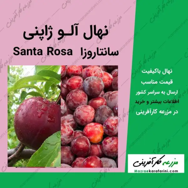 نهال درخت آلو ژاپنی سانتاروزا santa rosa