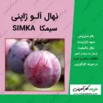 نهال درخت آلو ژاپنی سیمکا simka plum