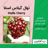 نهال درخت گیلاس خارجی رقم استلا stella