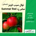 نهال درخت سیب سامر رد یا قرمز تابستانی summer red آمریکایی