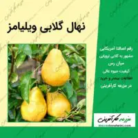 نهال درخت گلابی ویلیامز مشهور به گلابی اروپایی, نهال گلابی آمریکایی ویلیامز