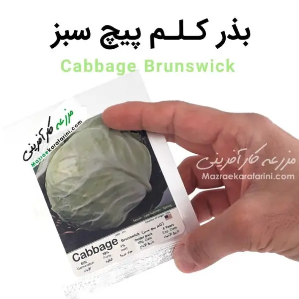 پاکت بذر کلم پیچ سبز Cabbage Brunswick