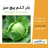 بذر کلم پیچ سبز Cabbage Brunswick