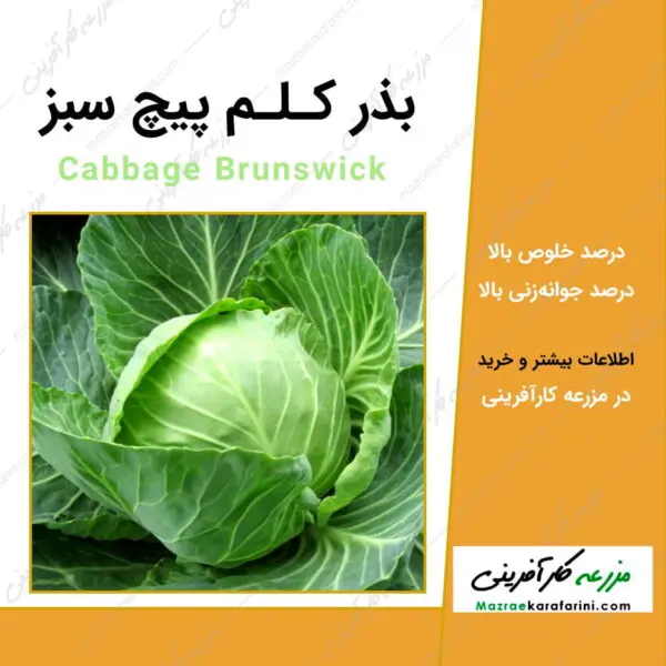 بذر کلم پیچ سبز Cabbage Brunswick