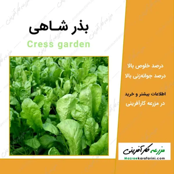 بذر سبزی شاهی Cress garden