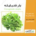 بذر شنبلیله fenugreek angle