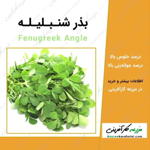 بذر شنبلیله fenugreek angle