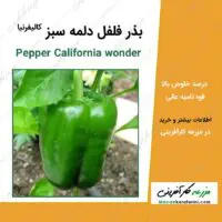 بذر فلفل دلمه سبز با نام لاتین Pepper California wonder یا فلفل عجیب کالیفرنیا